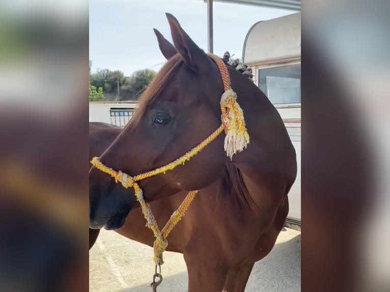 Caballo de deporte español Caballo castrado 6 años 162 cm Alazán in Waldeck