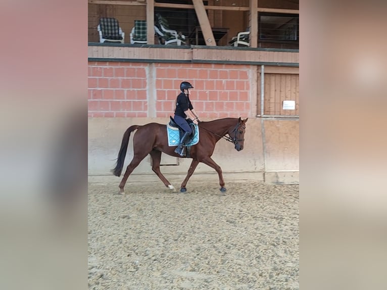 Caballo de deporte español Caballo castrado 6 años 162 cm Alazán in Waldeck