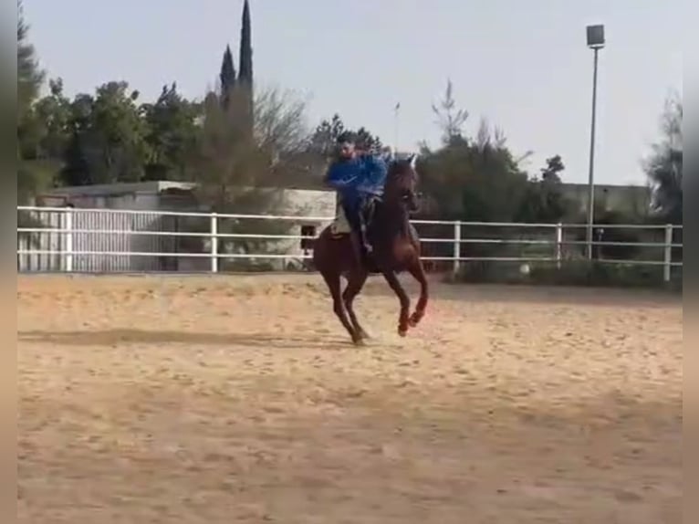 Caballo de deporte español Caballo castrado 6 años 162 cm Alazán in Waldeck