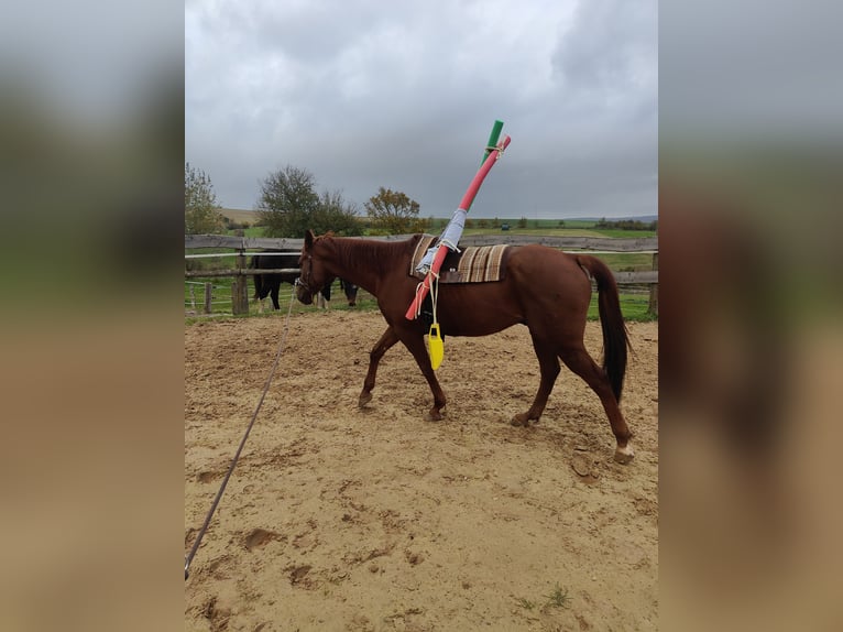 Caballo de deporte español Caballo castrado 6 años 162 cm Alazán in Waldeck