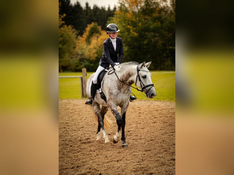 Caballo de deporte español Caballo castrado 6 años 162 cm Tordillo negro in Kaufbeuren
