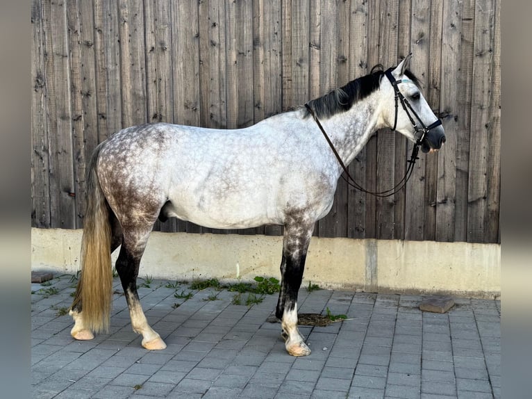 Caballo de deporte español Caballo castrado 6 años 162 cm Tordillo negro in Kaufbeuren