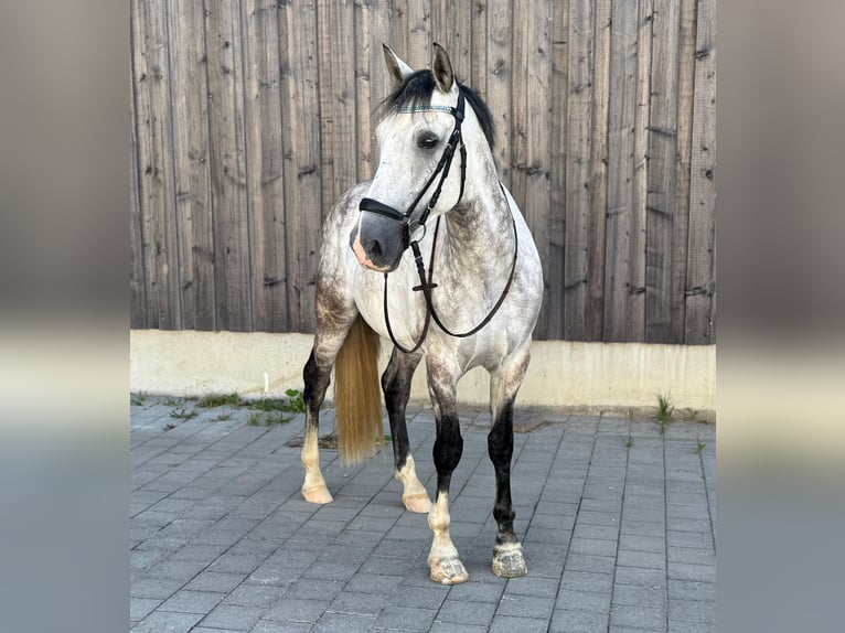Caballo de deporte español Caballo castrado 6 años 162 cm Tordillo negro in Kaufbeuren