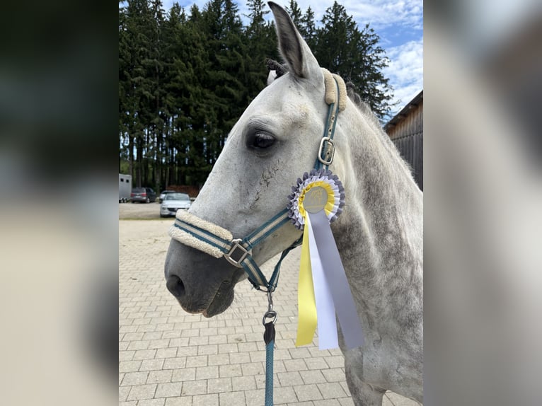 Caballo de deporte español Caballo castrado 6 años 162 cm Tordillo negro in Kaufbeuren