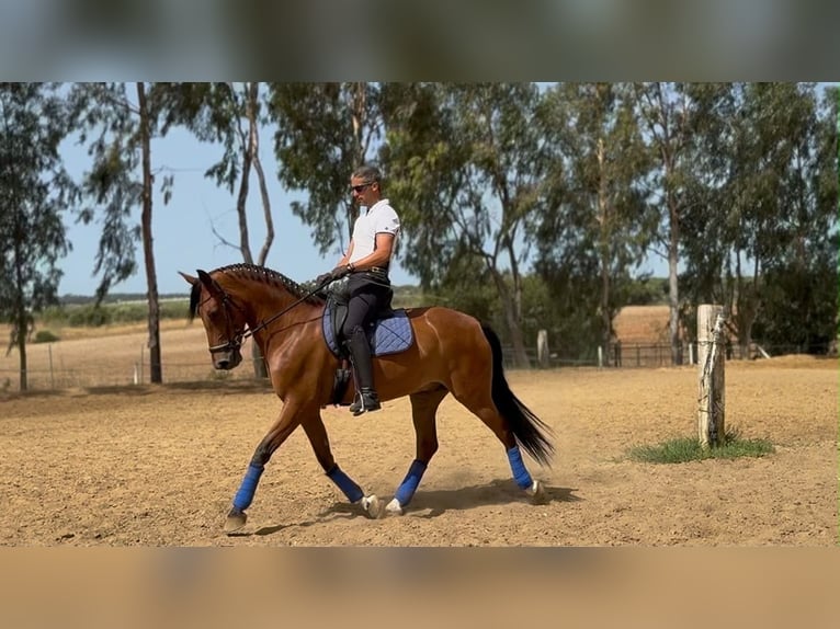 Caballo de deporte español Caballo castrado 6 años 163 cm Castaño rojizo in Huelva