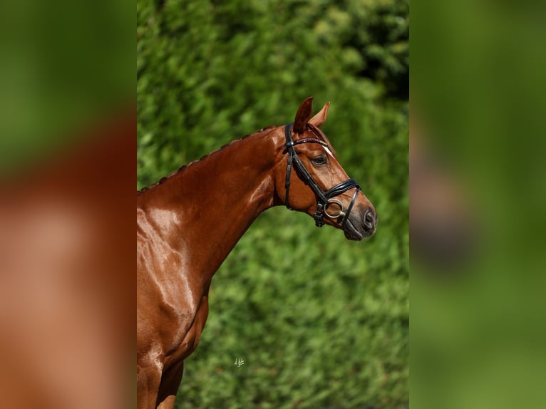 Caballo de deporte español Caballo castrado 6 años 165 cm Alazán in Silleda (Casco Urbano)