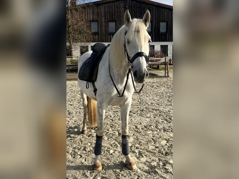 Caballo de deporte español Caballo castrado 6 años 165 cm Tordo in Lichtenfels