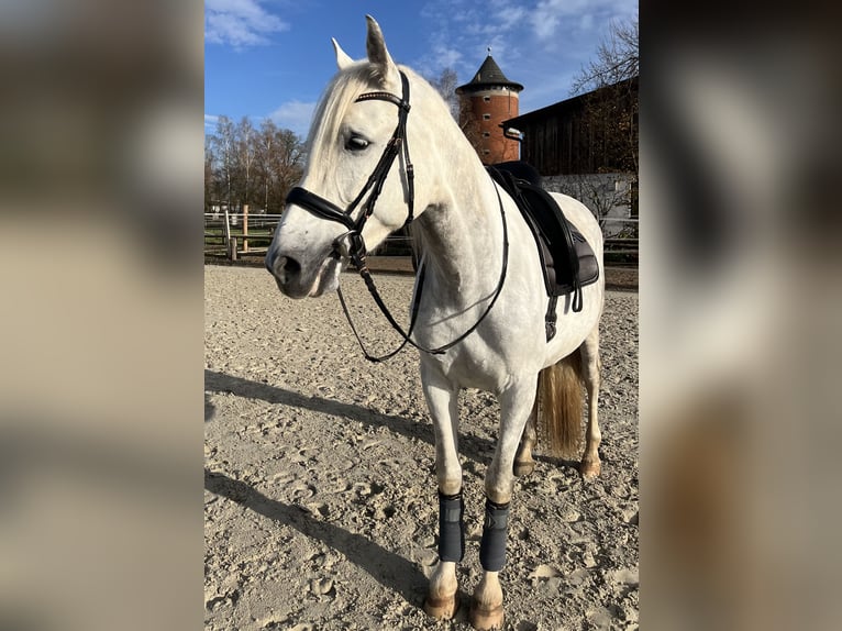 Caballo de deporte español Caballo castrado 6 años 165 cm Tordo in Lichtenfels