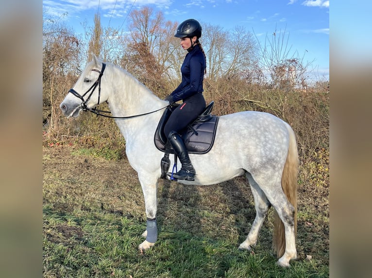 Caballo de deporte español Caballo castrado 6 años 165 cm Tordo in Lichtenfels