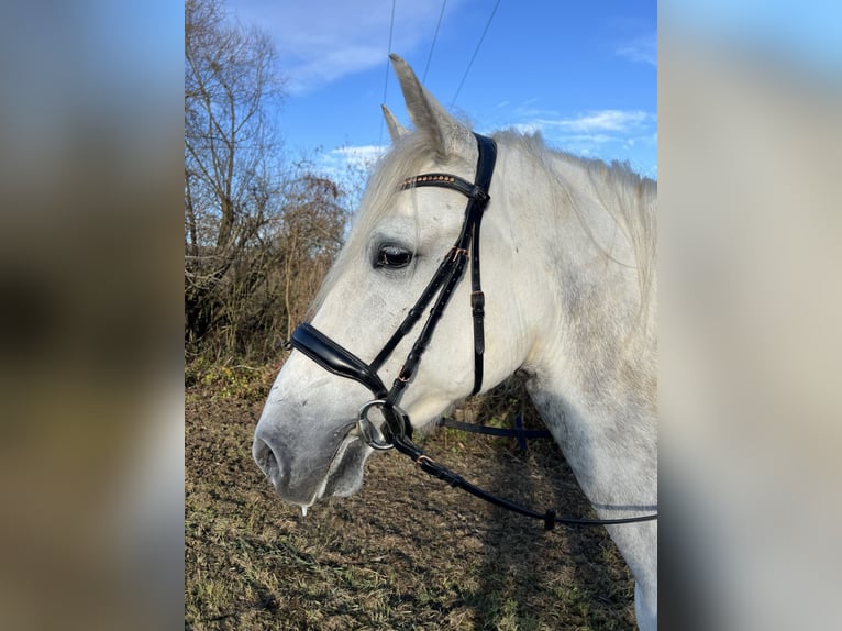 Caballo de deporte español Caballo castrado 6 años 165 cm Tordo in Lichtenfels