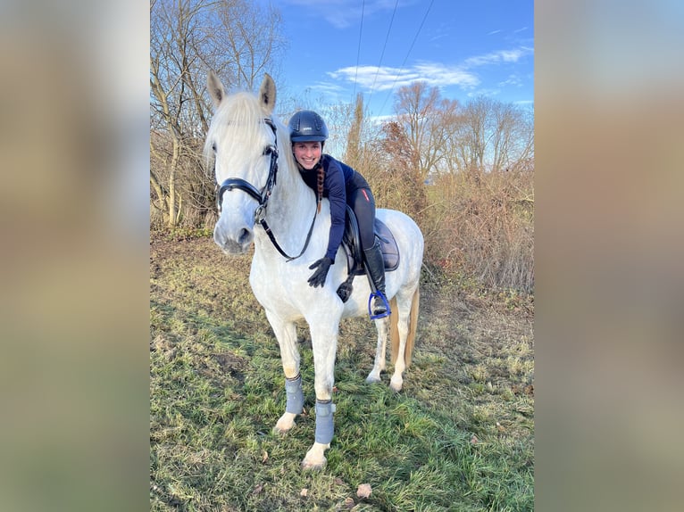 Caballo de deporte español Caballo castrado 6 años 165 cm Tordo in Lichtenfels