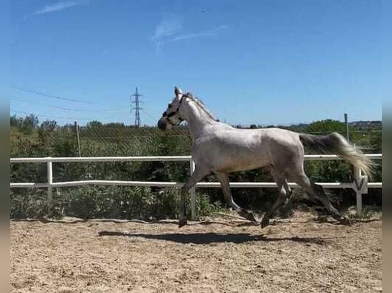 Caballo de deporte español Caballo castrado 6 años 165 cm Tordo in Guadarrama