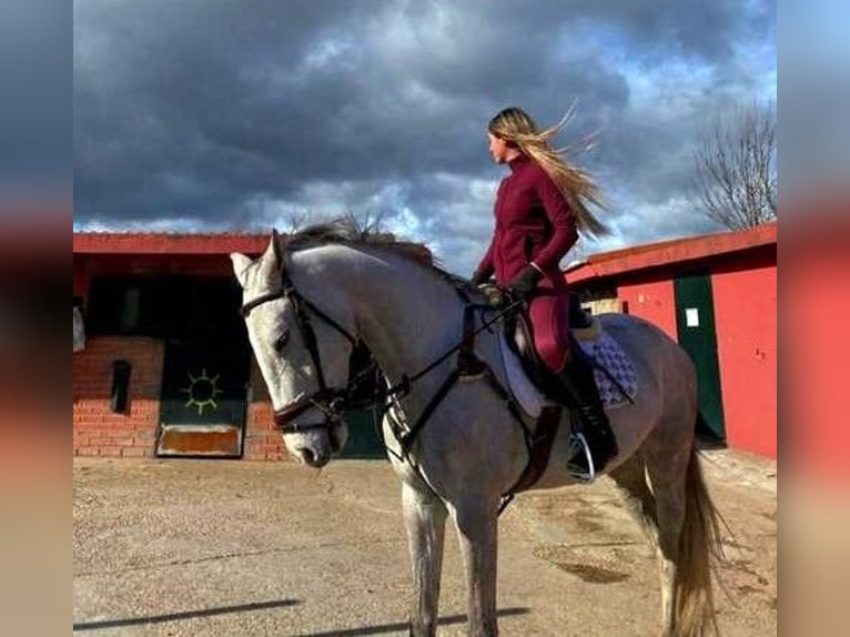 Caballo de deporte español Caballo castrado 6 años 165 cm Tordo in Guadarrama