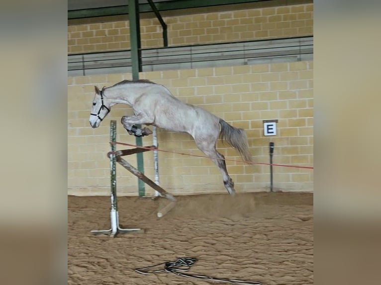 Caballo de deporte español Caballo castrado 6 años 165 cm Tordo in Guadarrama