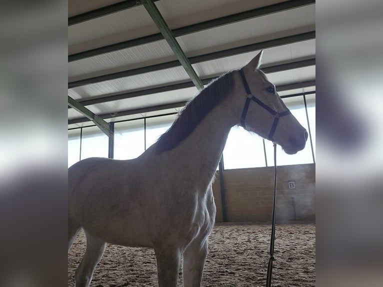 Caballo de deporte español Caballo castrado 6 años 165 cm Tordo in Guadarrama