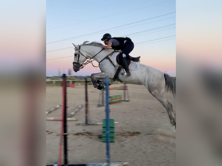 Caballo de deporte español Caballo castrado 6 años 165 cm Tordo in Guadarrama