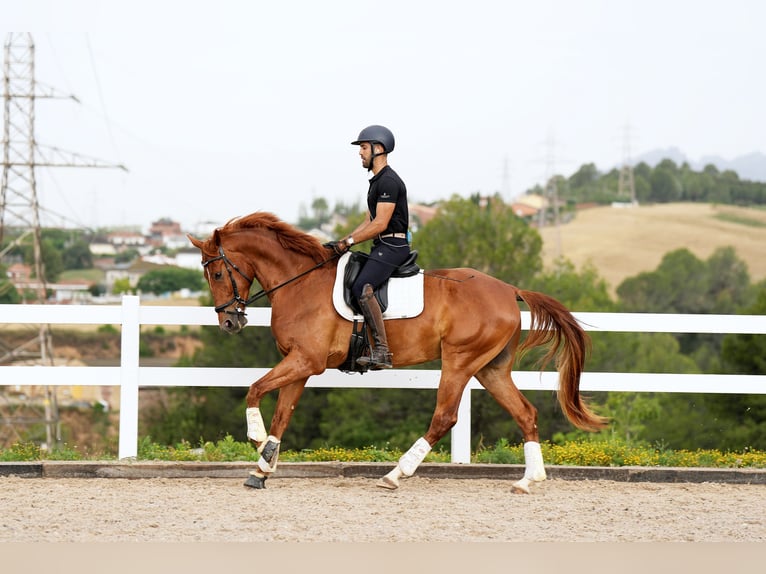 Caballo de deporte español Caballo castrado 6 años 168 cm Alazán in Sant Cugat Del Valles