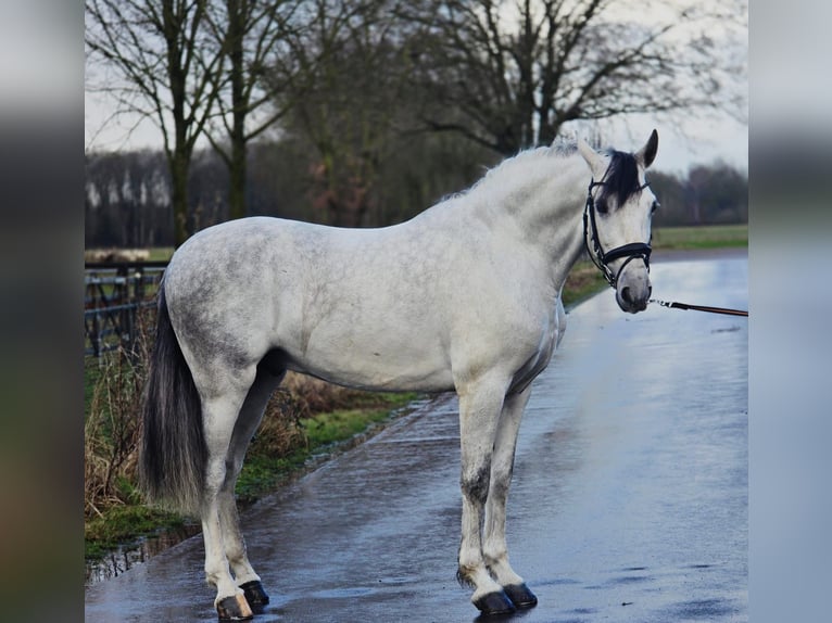 Caballo de deporte español Caballo castrado 6 años 168 cm Tordo in Someren