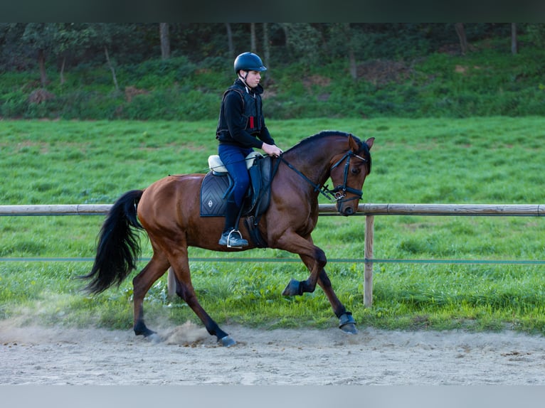 Caballo de deporte español Caballo castrado 6 años 170 cm Castaño in Cardedeu