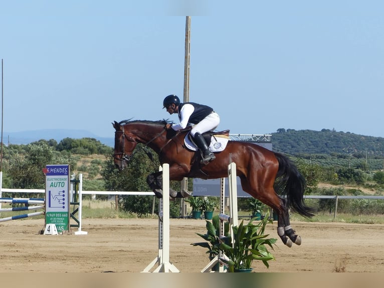 Caballo de deporte español Caballo castrado 6 años 172 cm Castaño in Caceres