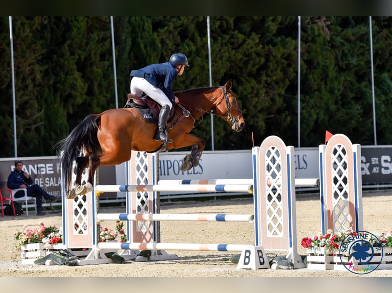Caballo de deporte español Caballo castrado 6 años 174 cm Castaño in Alcorcon