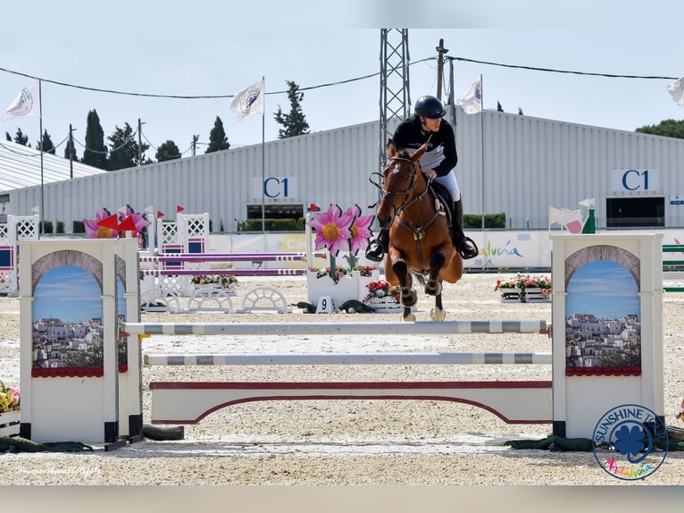 Caballo de deporte español Caballo castrado 6 años 174 cm Castaño in Alcorcon
