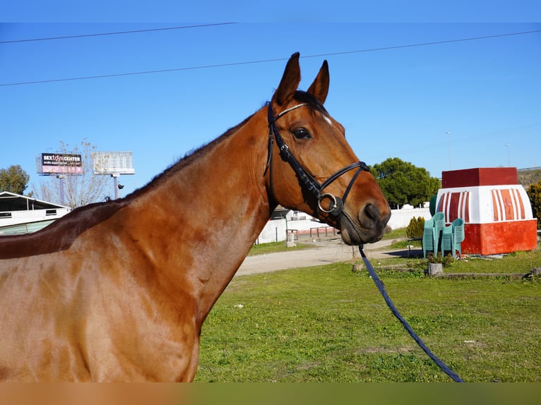 Caballo de deporte español Caballo castrado 6 años 174 cm Castaño in Alcorcon