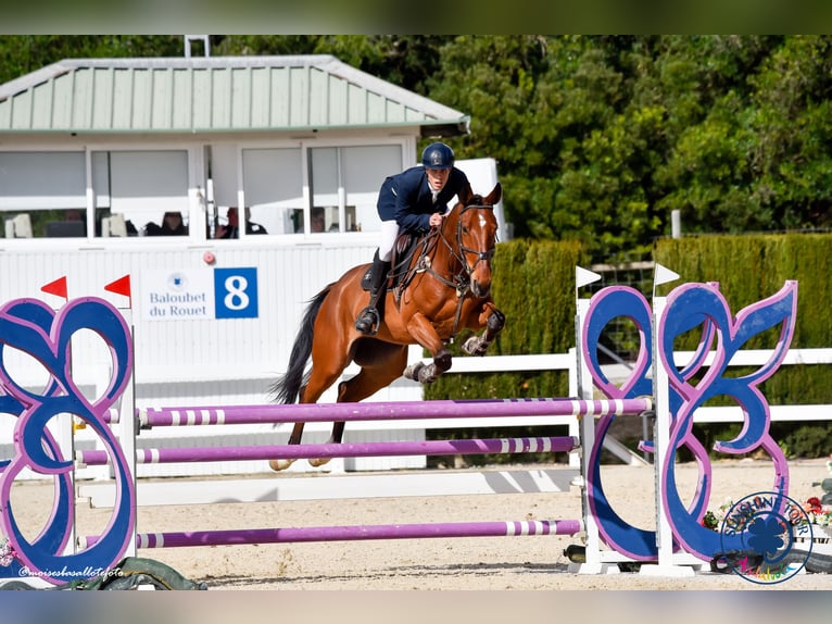 Caballo de deporte español Caballo castrado 6 años 174 cm Castaño in Alcorcon