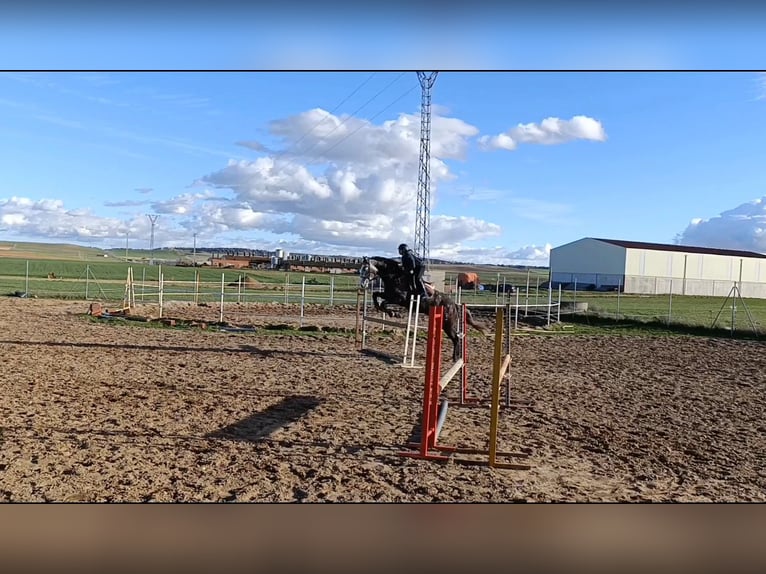 Caballo de deporte español Caballo castrado 6 años 174 cm Tordo in Guarrate