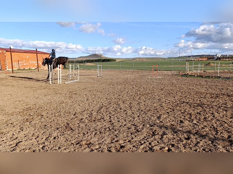 Caballo de deporte español Caballo castrado 6 años 174 cm Tordo in Guarrate