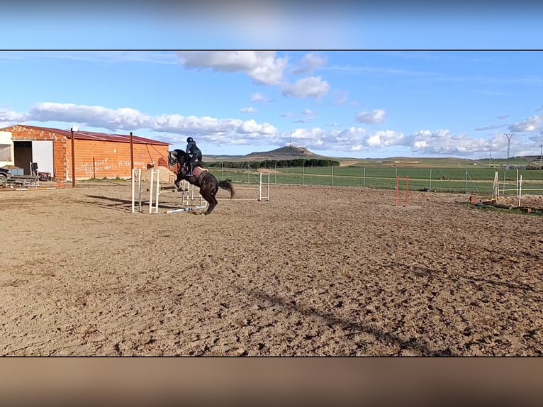 Caballo de deporte español Caballo castrado 6 años 174 cm Tordo in Guarrate