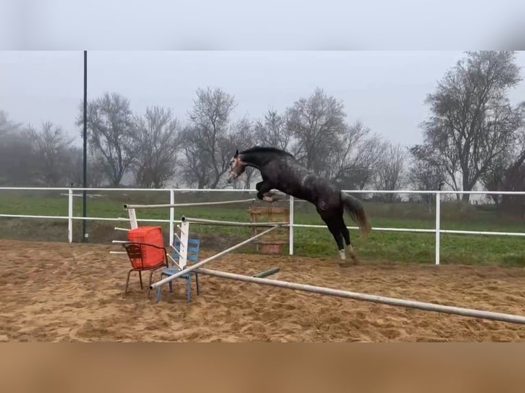 Caballo de deporte español Caballo castrado 6 años 174 cm Tordo in Guarrate