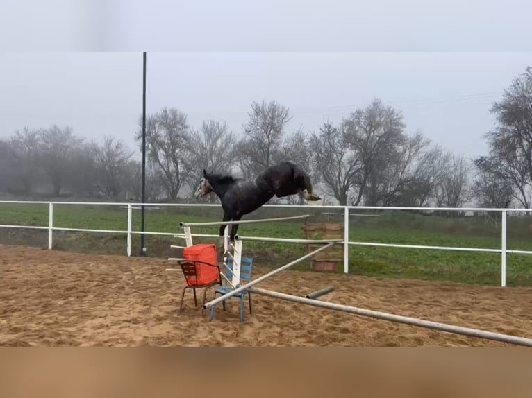 Caballo de deporte español Caballo castrado 6 años 174 cm Tordo in Guarrate