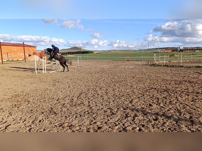 Caballo de deporte español Caballo castrado 6 años 174 cm Tordo in Guarrate