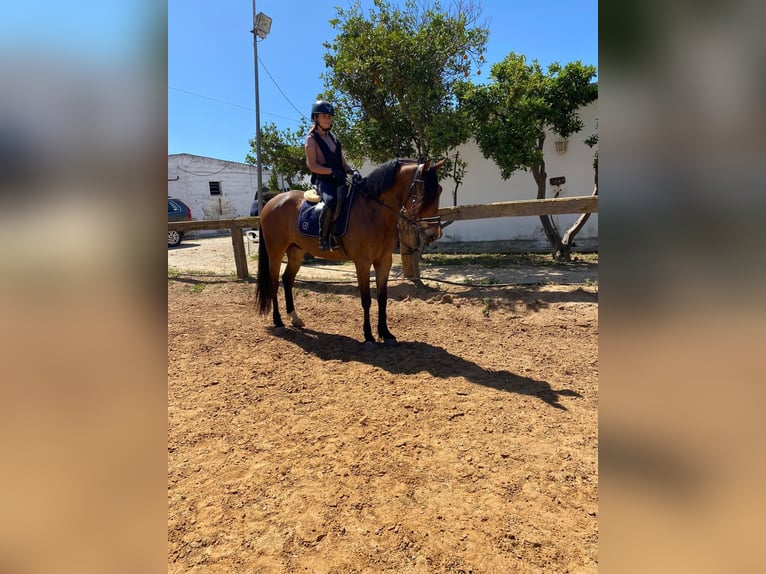 Caballo de deporte español Caballo castrado 6 años Castaño oscuro in Madrid