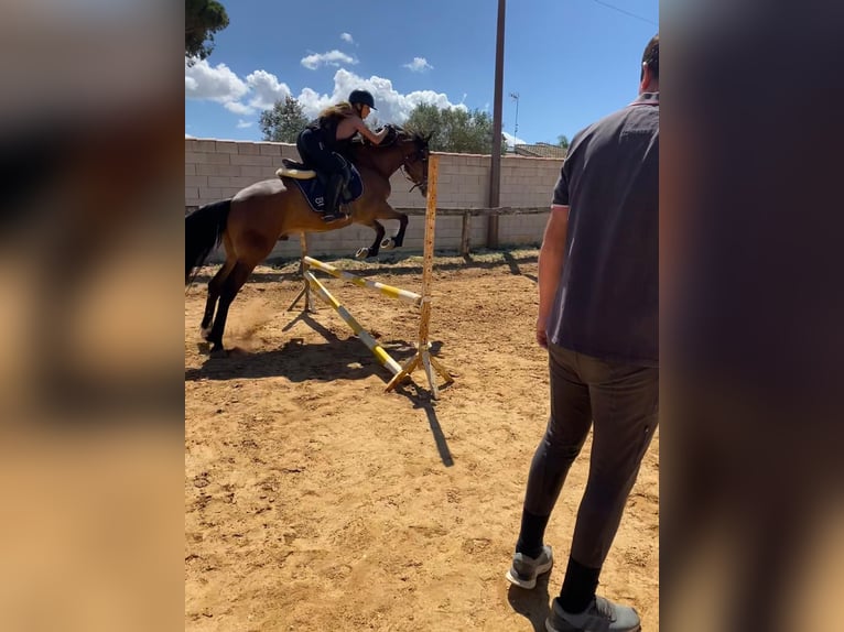 Caballo de deporte español Caballo castrado 6 años Castaño oscuro in Madrid