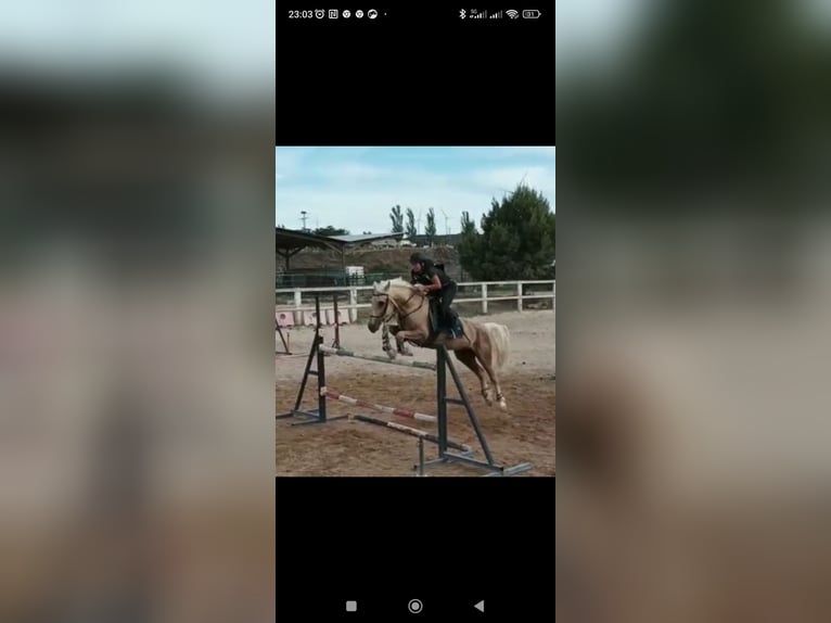 Caballo de deporte español Mestizo Caballo castrado 7 años 156 cm Palomino in Zaragoza