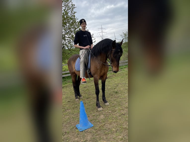 Caballo de deporte español Caballo castrado 7 años 157 cm Castaño in Trier