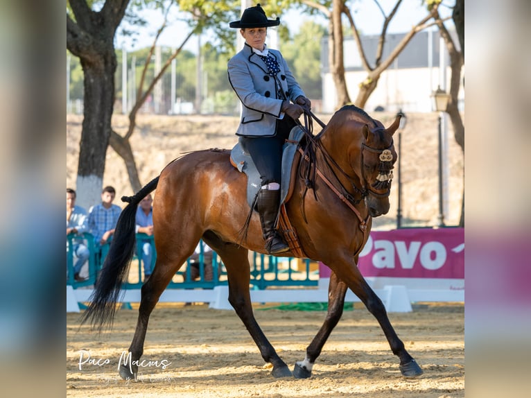 Caballo de deporte español Caballo castrado 7 años 160 cm Castaño in Pozoblanco