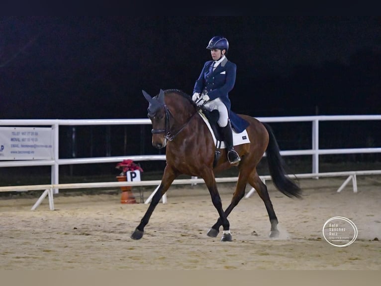 Caballo de deporte español Caballo castrado 7 años 160 cm Castaño in Pozoblanco