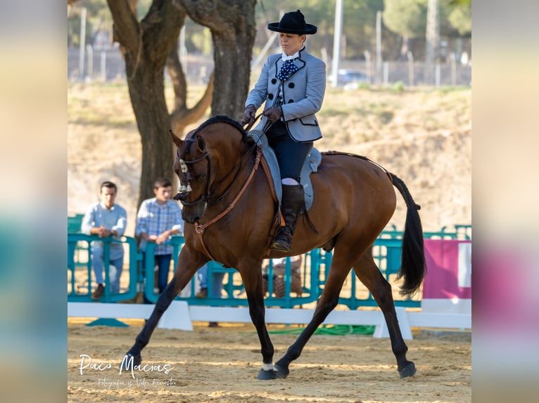 Caballo de deporte español Caballo castrado 7 años 160 cm Castaño in Pozoblanco