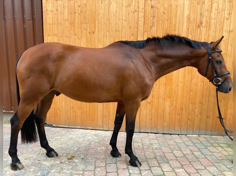 Caballo de deporte español Caballo castrado 7 años 162 cm Castaño in Bergedorf