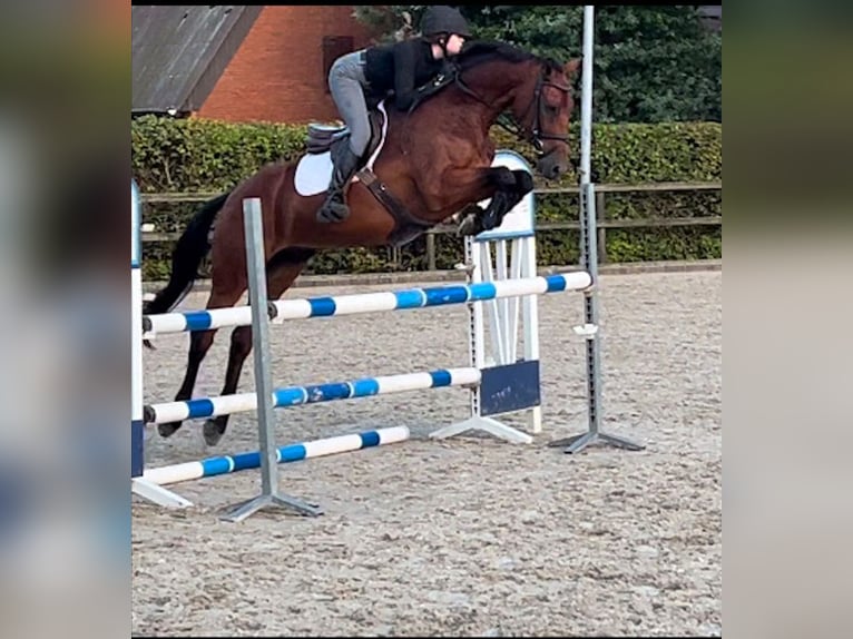 Caballo de deporte español Caballo castrado 7 años 162 cm Castaño in Bergedorf