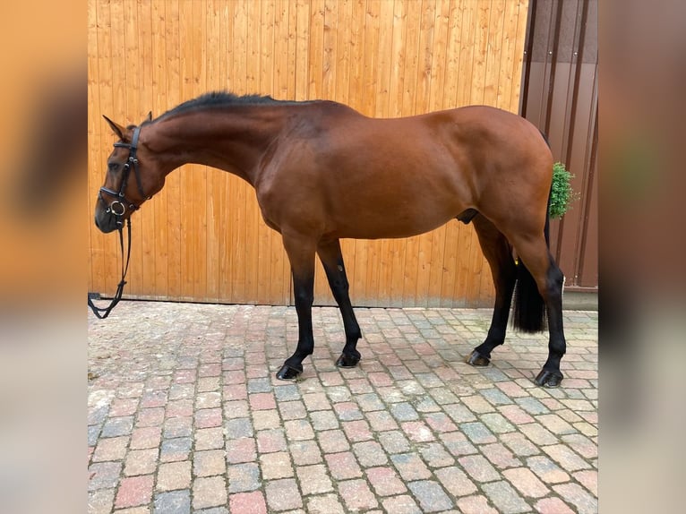 Caballo de deporte español Caballo castrado 7 años 162 cm Castaño in Bergedorf