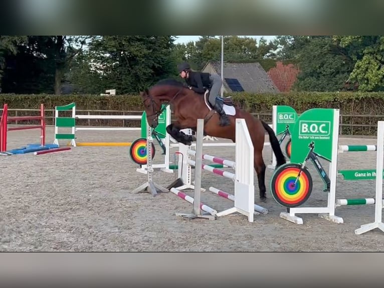 Caballo de deporte español Caballo castrado 7 años 162 cm Castaño in Bergedorf