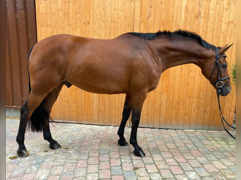 Caballo de deporte español Caballo castrado 7 años 162 cm Castaño in Ganderkesee