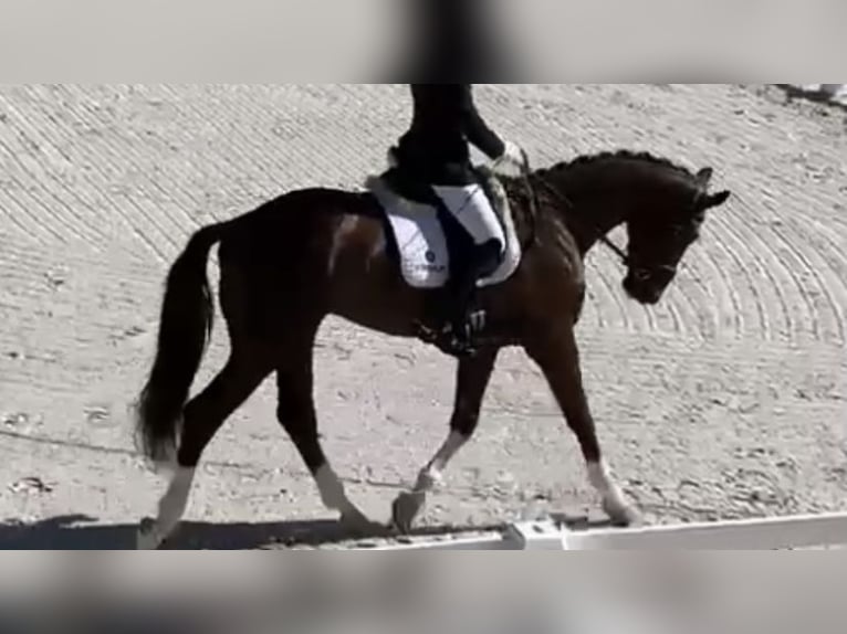 Caballo de deporte español Caballo castrado 7 años 165 cm Alazán in Madrid