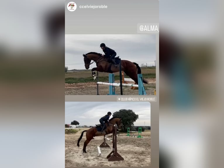 Caballo de deporte español Caballo castrado 7 años 165 cm Castaño in Brunete