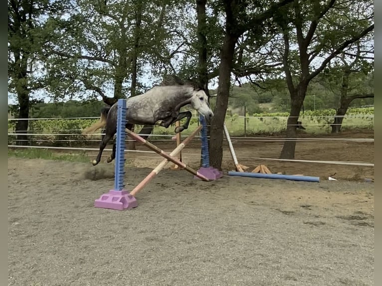 Caballo de deporte español Caballo castrado 7 años 165 cm Tordo in Perpignan