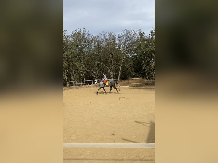 Caballo de deporte español Caballo castrado 7 años 165 cm Tordo in Perpignan